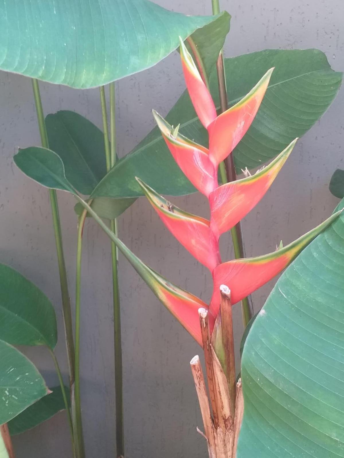 Chale Tulipa - Centro Praia Da Pipa Praia de Pipa Exteriör bild